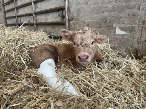 Calf with broken leg chilling out