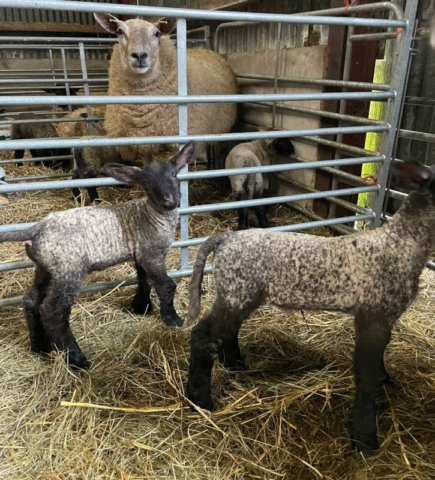 Happy mother and young twin lambs