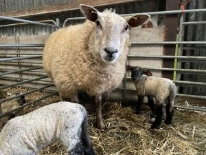 Happy mother and young twin lambs