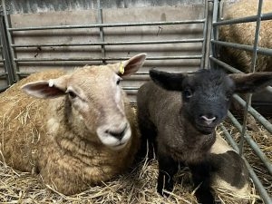 Happy mother and young lamb