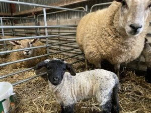 Happy mother and young lamb