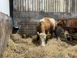 Mother and Calf in pen of straw