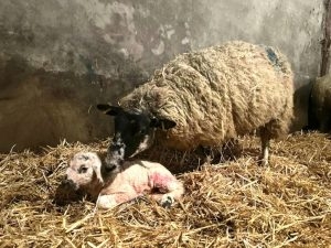 Happy mother and young lamb