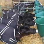 Calf wearing winter jacket in barn