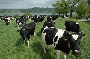 Dairy cows in grass field