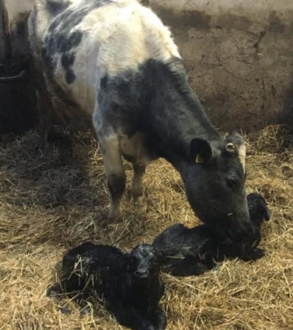 Twin calves and happy mother