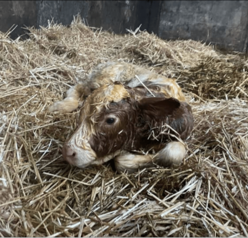 Newborn Calf