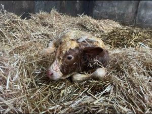 Very young calf