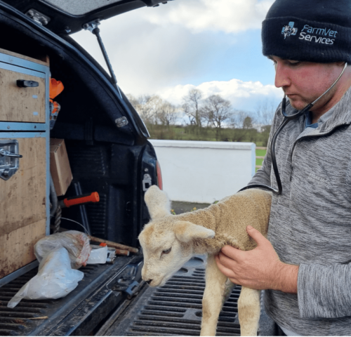 Vet examines lamb