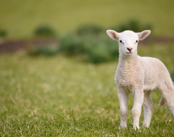 Very proud lamb in field