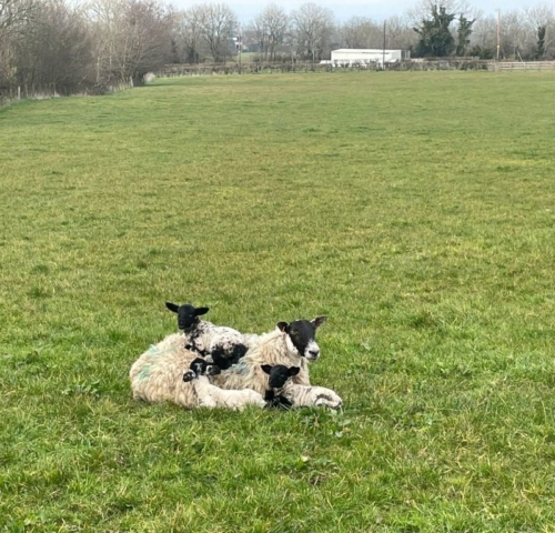 Ewes and lambs staying warm near our office