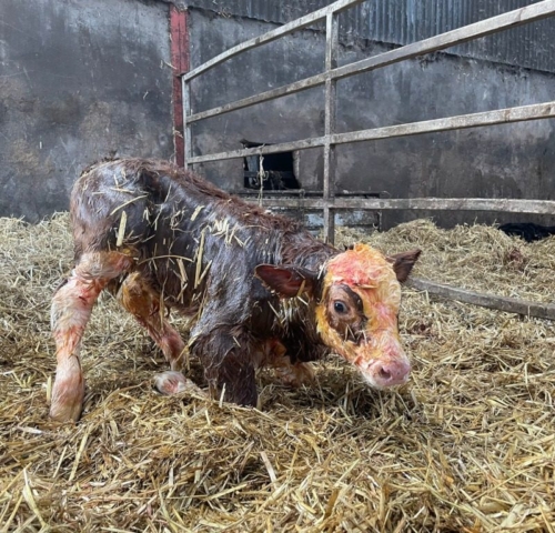 Newborn calf trying to stand