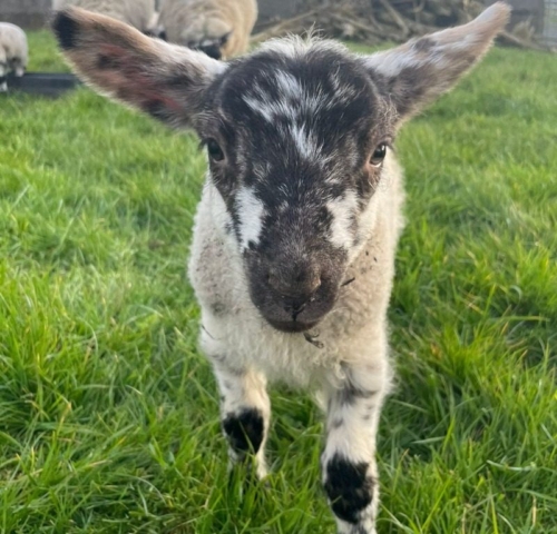 nosey little lamb