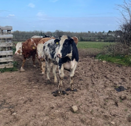 Cows in field waiting on farmer