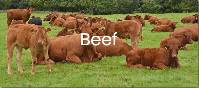 Beef logo