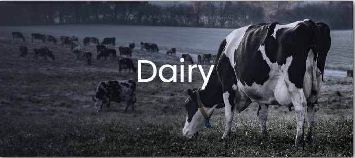 Dairy Logo