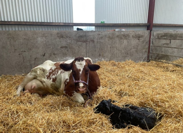 Mother and Calf having a sleep