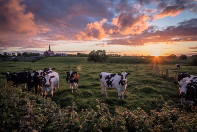 Friesian cows in sunset