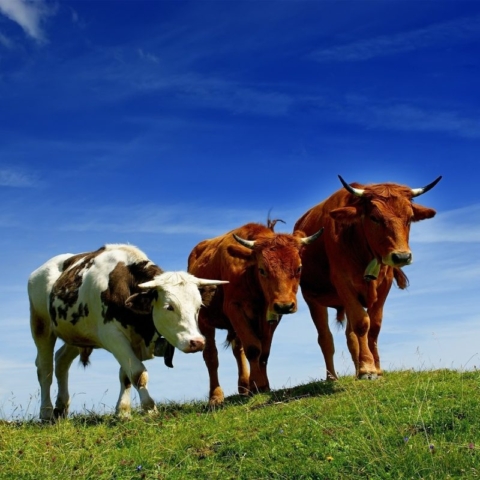 long cows horn in field