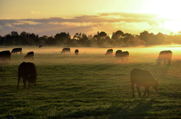 cows in the field misty morning