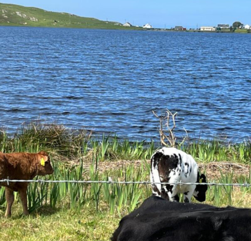 cows on the water