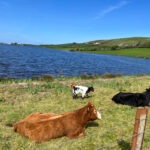 cows and sheep in front of water