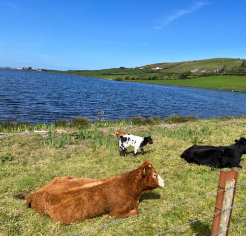 cows and sheep in front of water