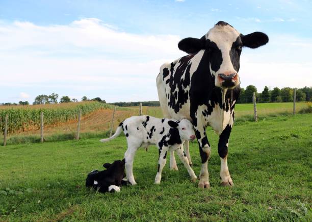 Cow and two calves