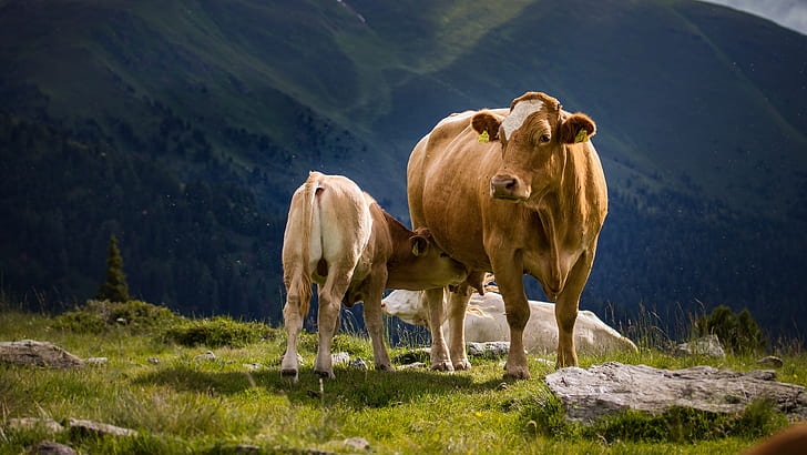 Cow and calf in field