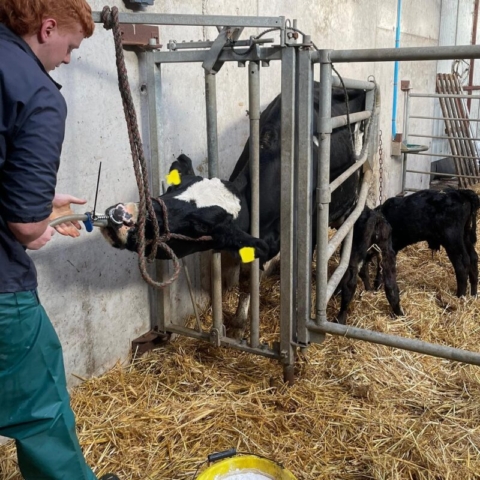 Pumping a cow