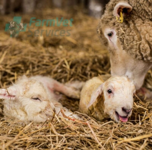 fresh born lambs