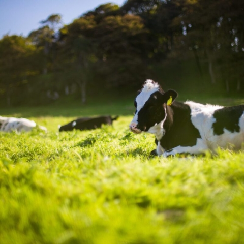 Cows having a lie down in field