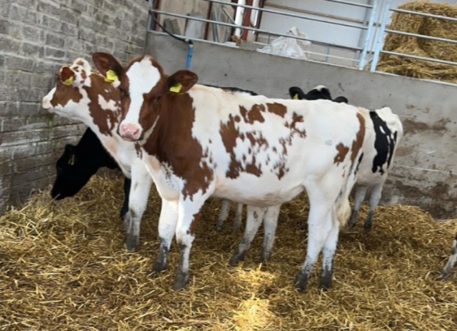 Cows ready to go out