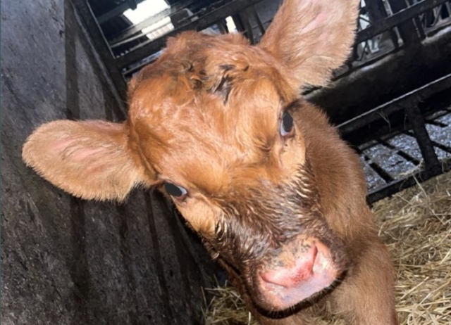 Calf saying hello