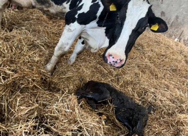 Newborn Calf and mother