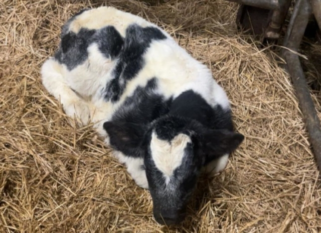 Calf in stall