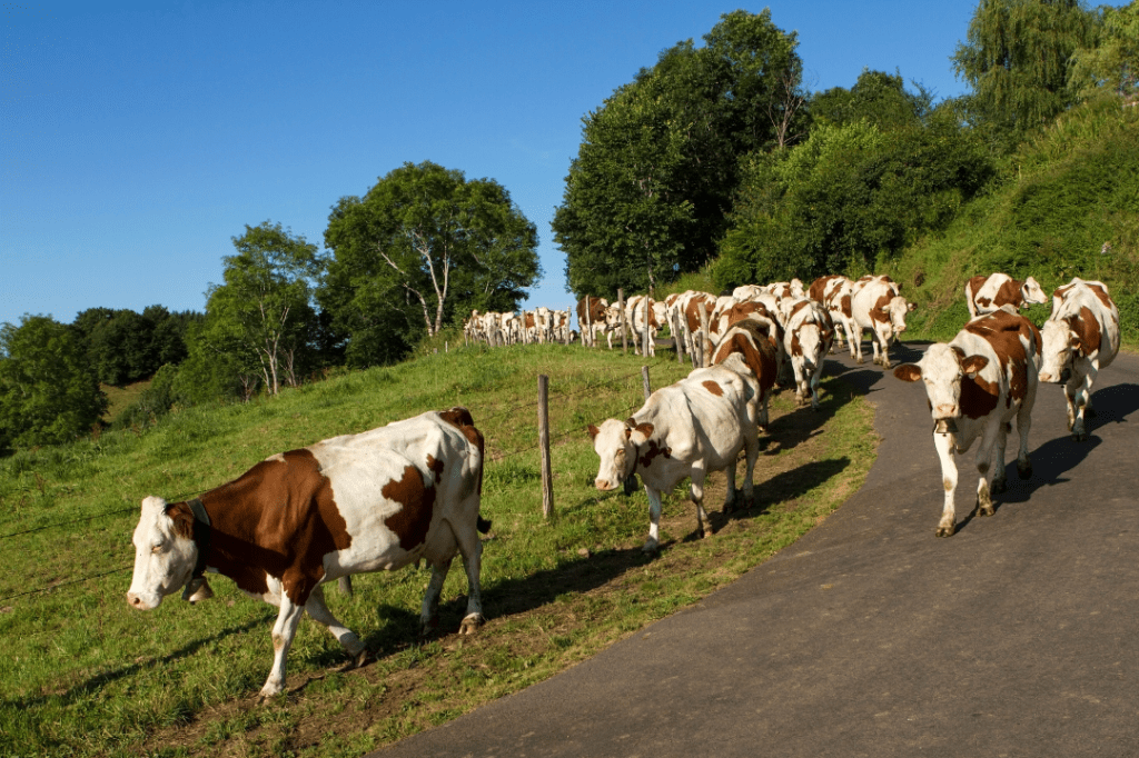 Cows walking in
