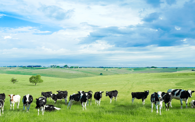 Cows in field main