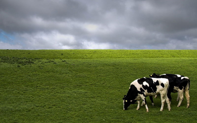 Cow in field main