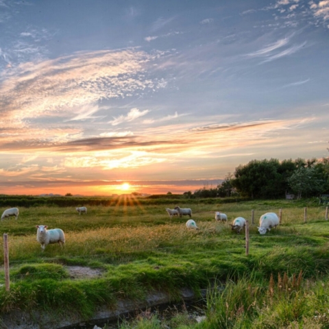 Sheep enjoying a sunset