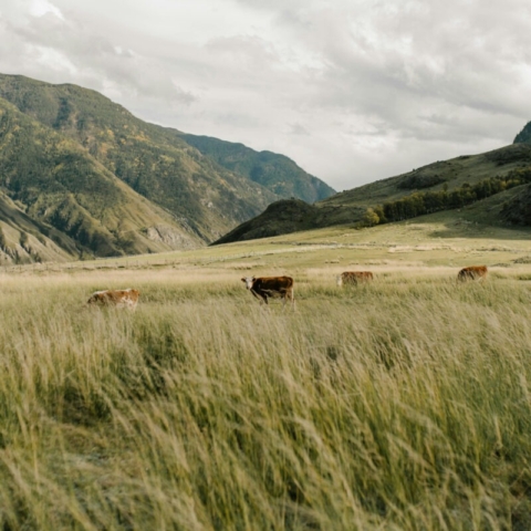 Cows in the mountain