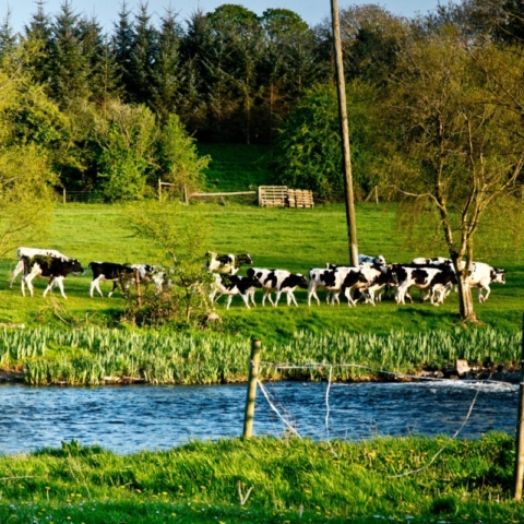 Cows following the farmer