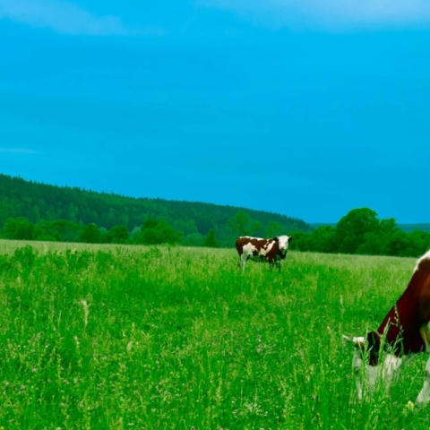 Color max cows in field