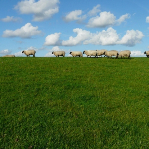 Sheep on the move in field