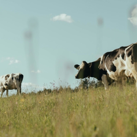 Dairy cows enjoying some grass