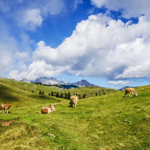 Mountain Cows