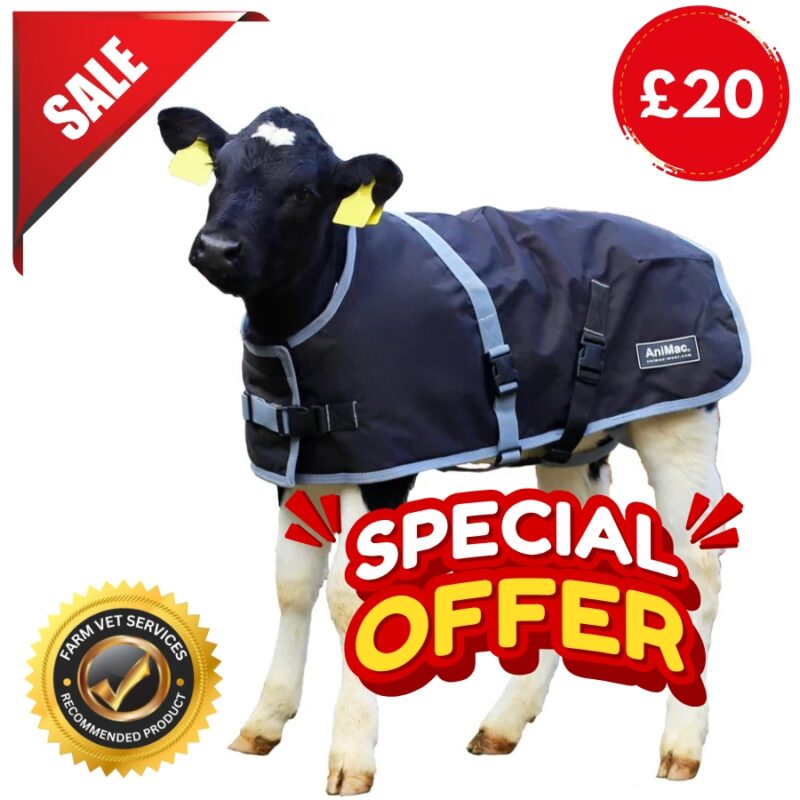 Calf Jacket special offer