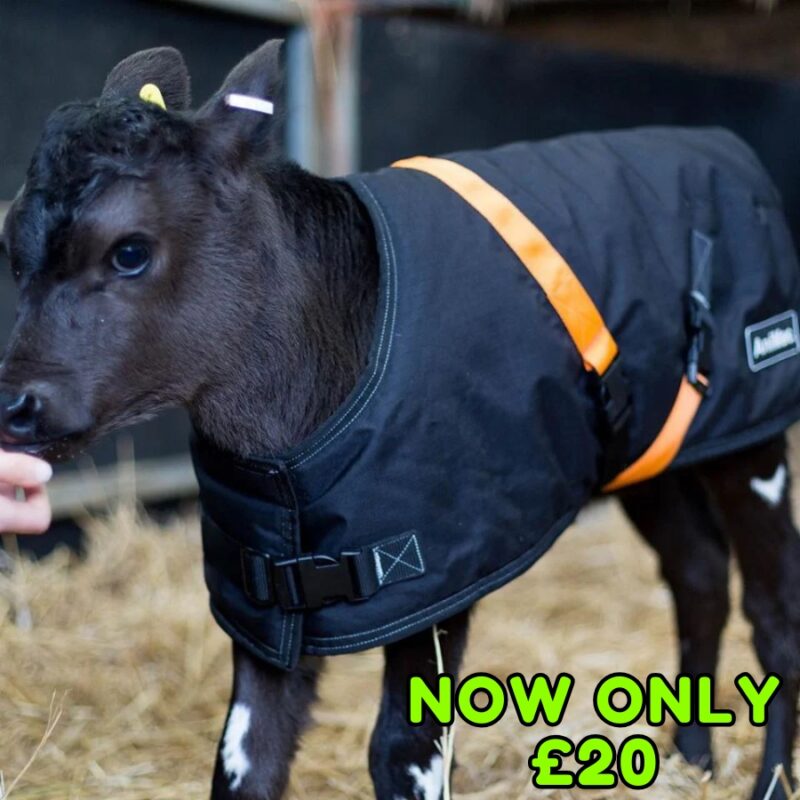 Calf Jackets only £20