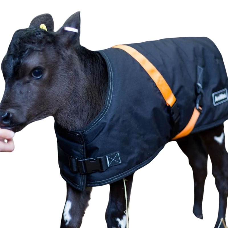 Calf Jacket