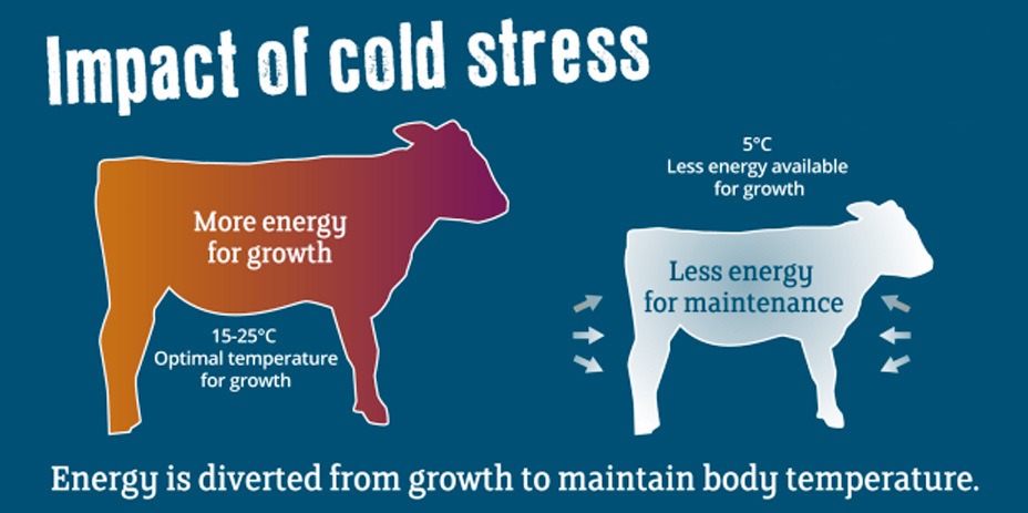 impact of cold on calfs